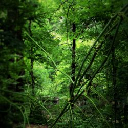 Wilderness