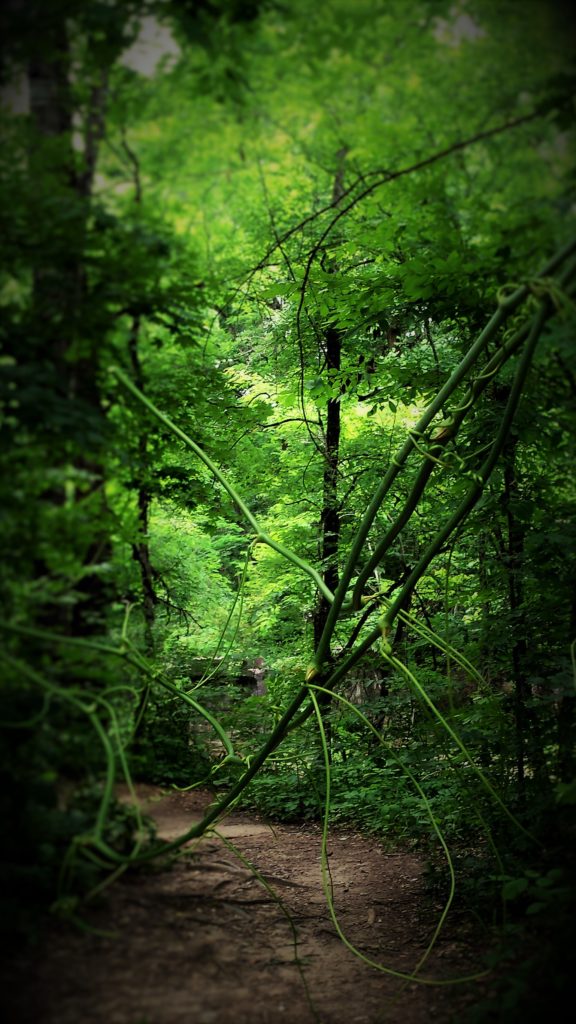 Wilderness