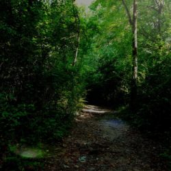 The Path Leads Home