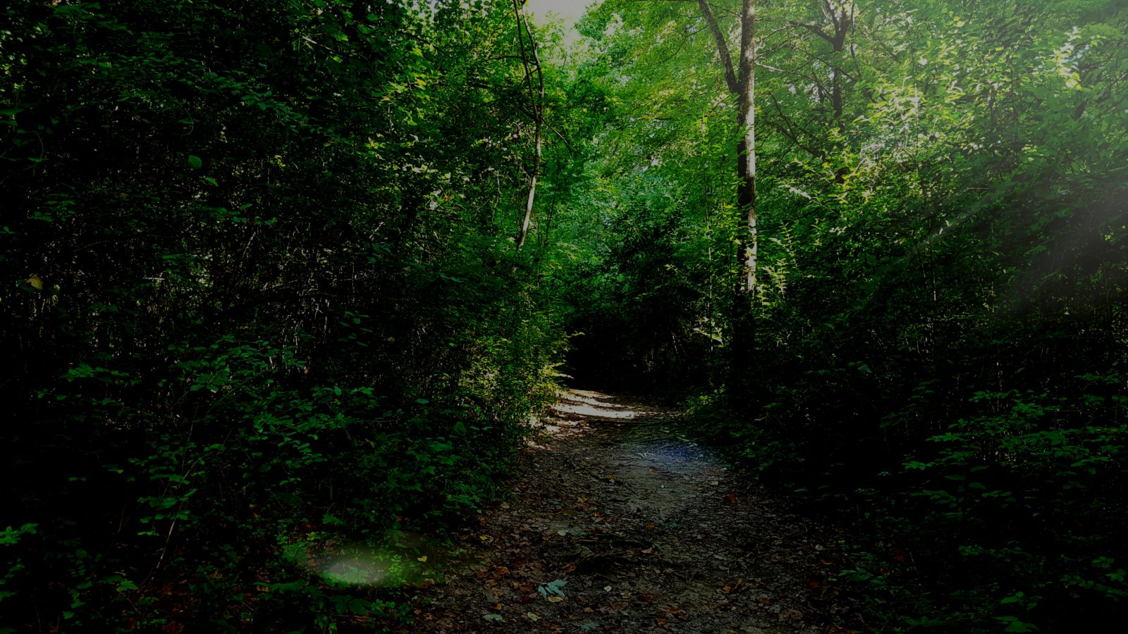 The Path Leads Home